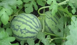 武汉爆料最新吃瓜事件,揭秘网络热议背后的真相