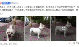 大狗最新爆料图片大全集,图片大全集深度解析