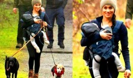 大狗最新爆料图片大全集,图片大全集深度解析