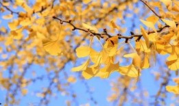 最新爆料秋天的歌曲,揭秘最新爆款歌曲背后的故事