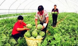 临夏吃瓜最新事件爆料,揭秘背后惊人真相，网络热议持续升温